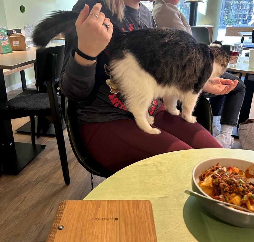 Eine Frau sitzt in einem Café, vor ihr eine Schale mit Chili. Auf dem Schoß der Frau sitzt eine grau-weiße Katze und schnuppert an ihrer geöffneten Hand.