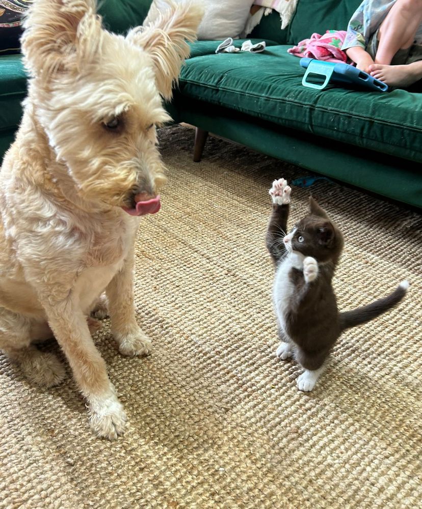 A small grey and white kitten standing up with his paws in the air in front of a beige fluffy medium sized dog with big pointy ears