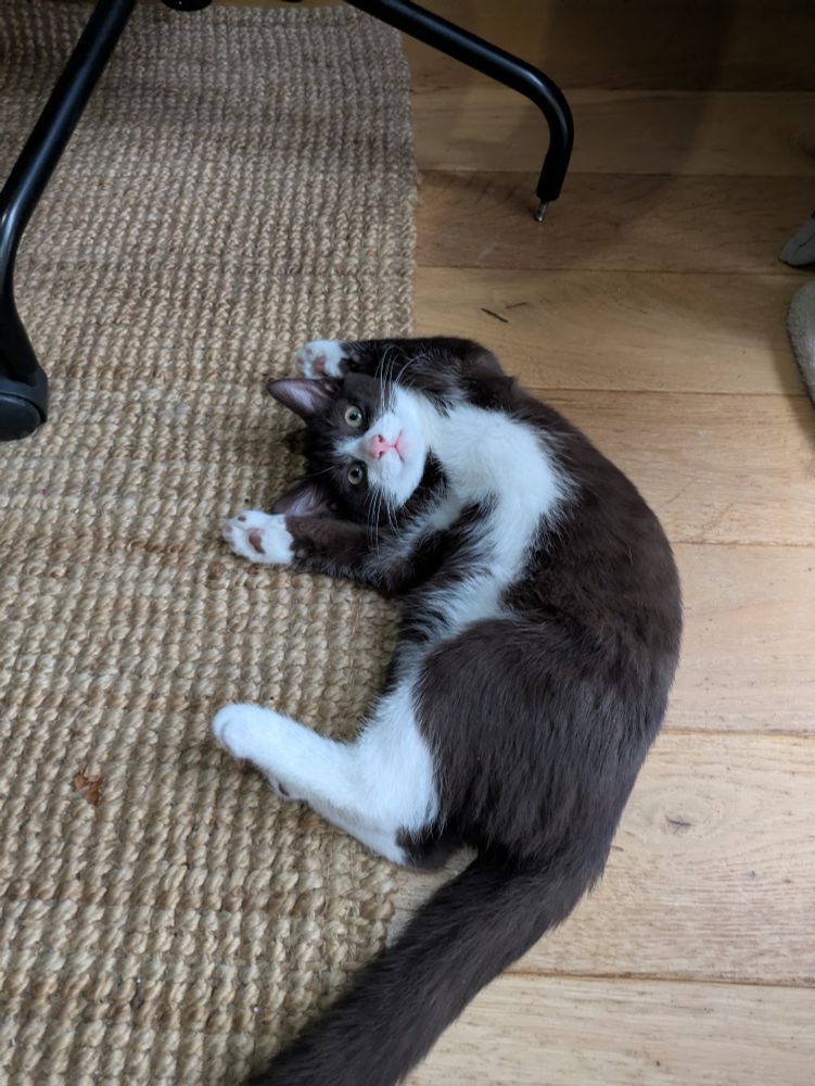 A brown and white small cat with his head at a right angle to his body and his paws above his head like he's being robbed