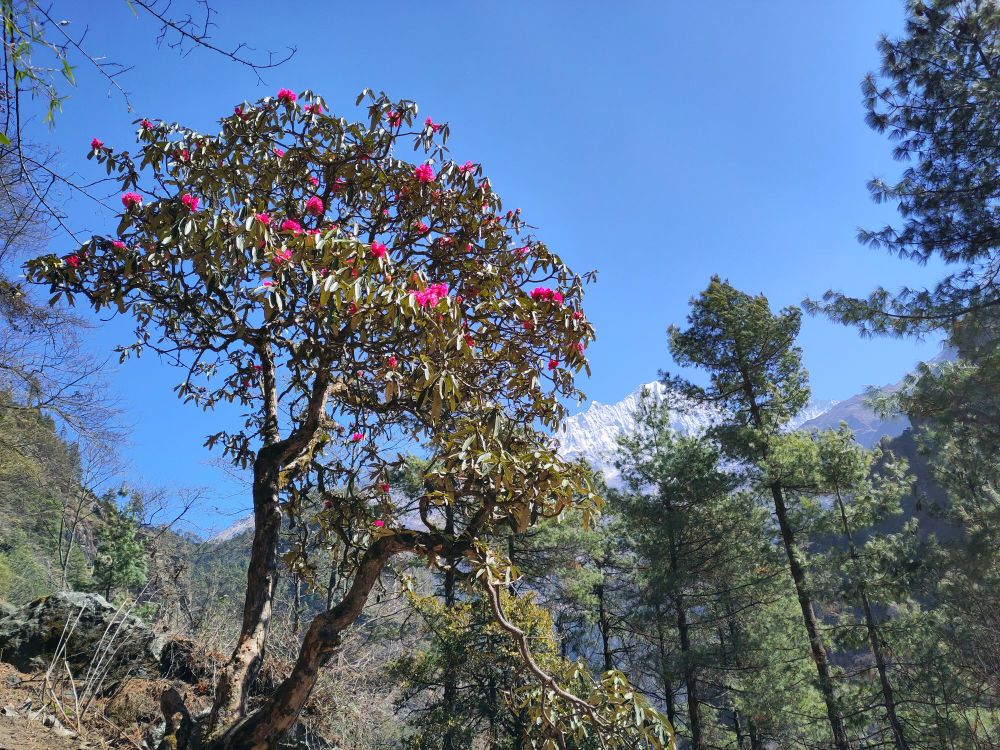 Himalayan Rhodedendron in front of a mountain