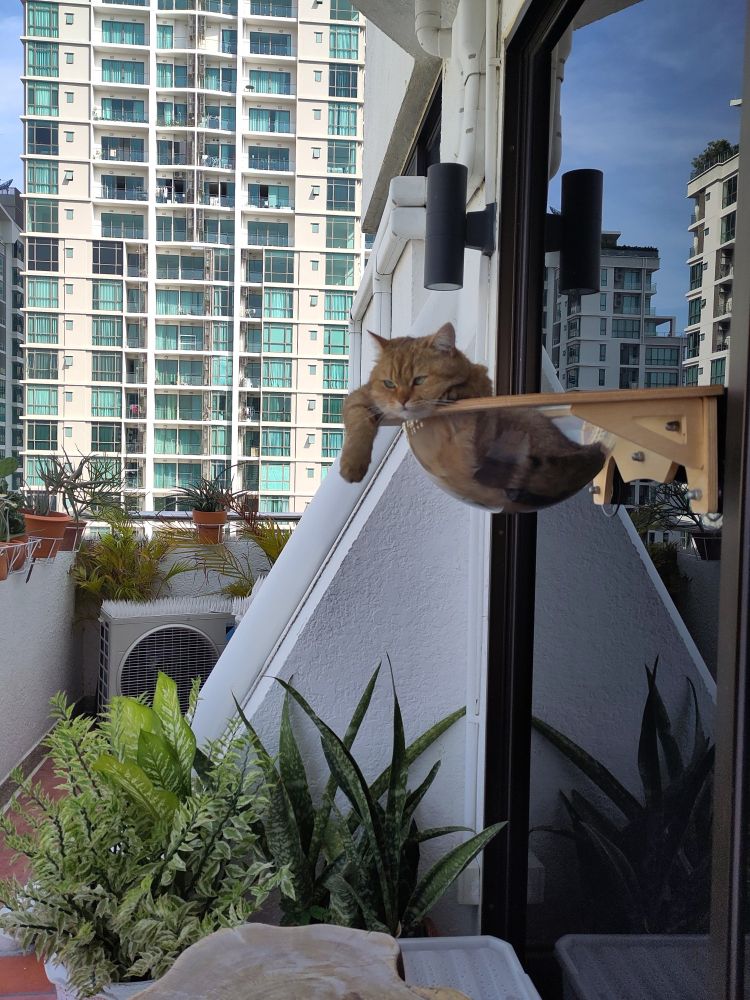 Kitty in glass sitting bowl on the balcony
