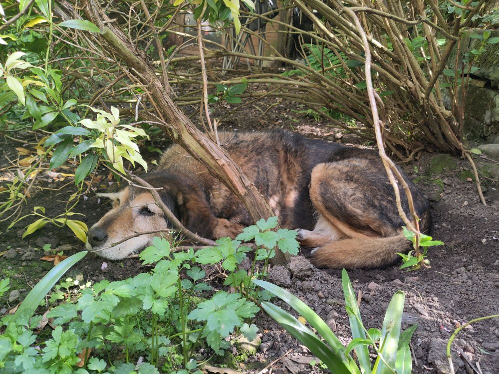 Brown the dog, sitting under a bush in a hole he dug