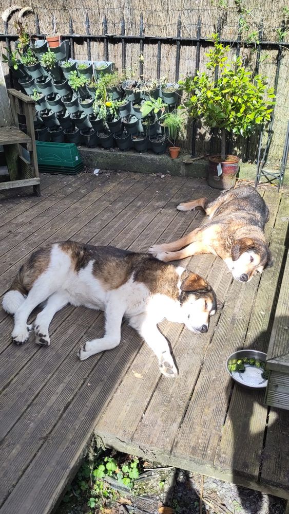 Soula and Brown, 2 dogs, lying in a sunbeam