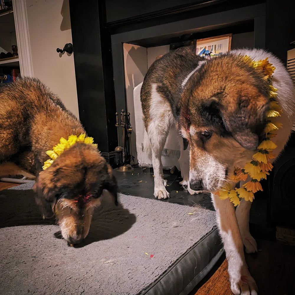 2 dogs, Soula and Brown with forehead tika and flower garlands
