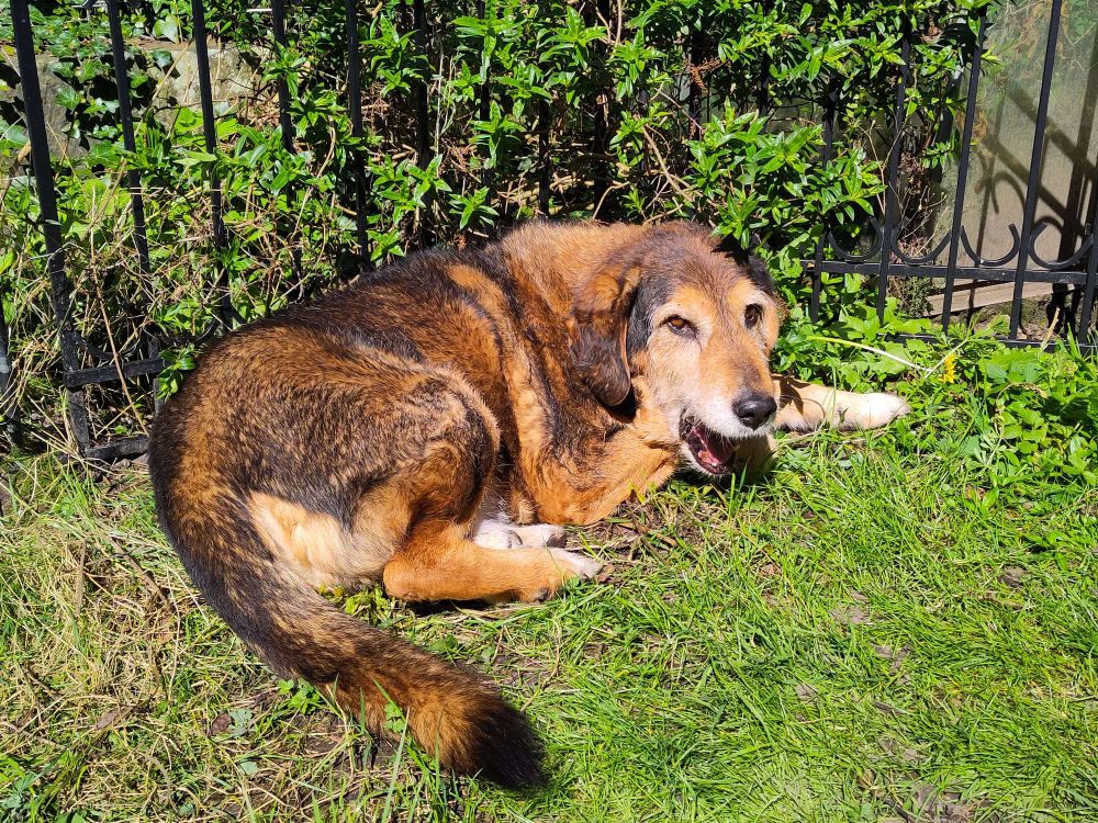 big brown dog sitting in the sun