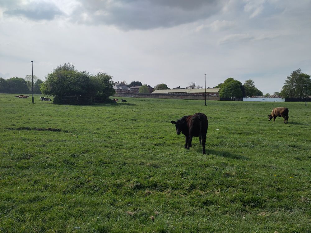 Cows in a field