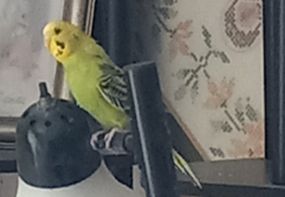 A green and yellow bird sits on a lamp. This is JEN budgie, who is a very very good bird.