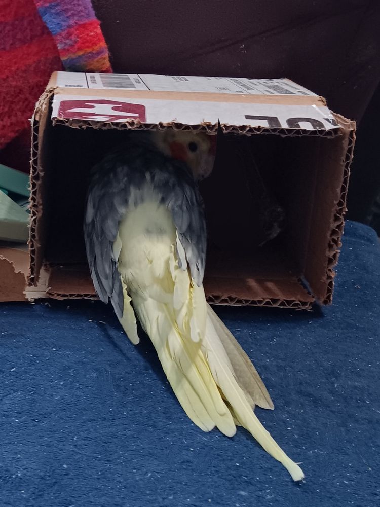 A handsome pied cockatiel might be in this box on a blue pillow. He might be happy right now because he's so well hidden. No one could see a cockatiel in this box. No one. Even if he left his beautiful yellow tail sticking out of it.