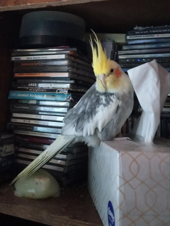 A beautiful pied cockatiel perched on a box of tissues, which is on a shelf with literal CDs behind it. ... I mean you can't SEE the beautiful pied cockatiel, whose name is CD, because he is cleverly hidden by a tissue. Too bad, he's really cute.