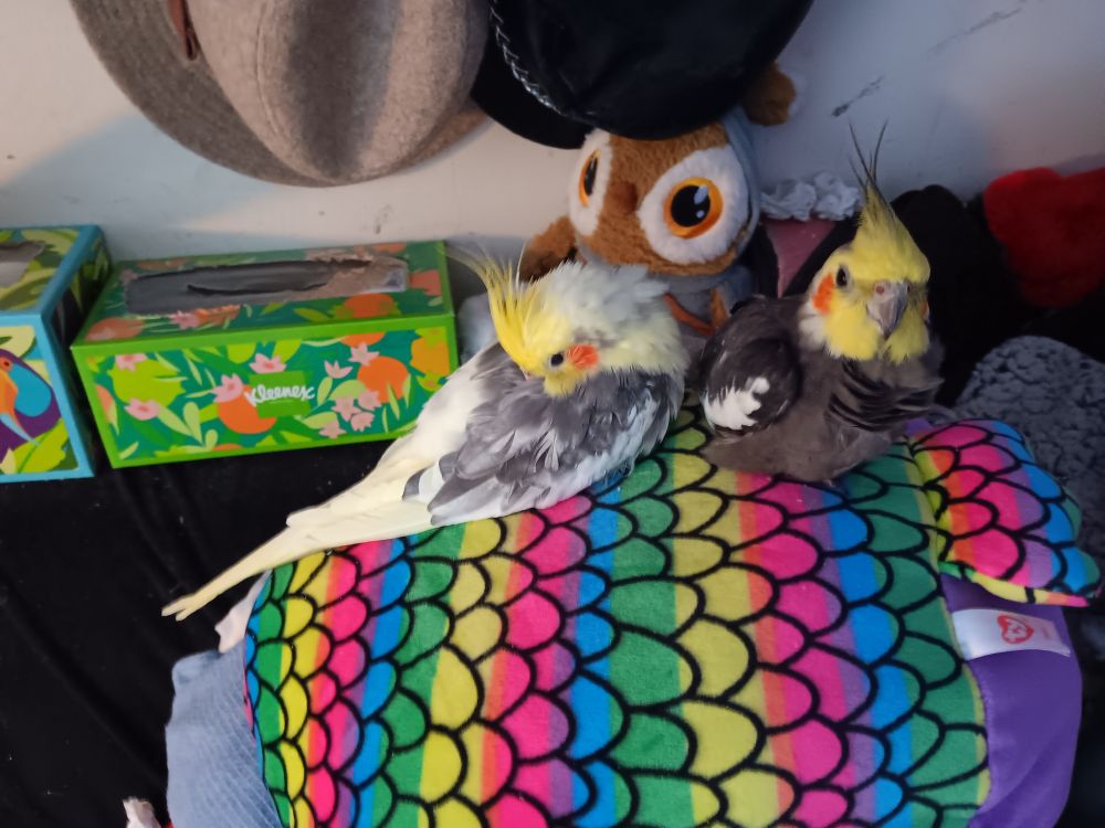VINNIE (pied cockatiel on the left on the rainbow pillow) and MAUI (gray cockatiel on the right on the rainbow pillow) are great friends. They often demand UBER of their HUMON. However, MAUI hates fingers and doesn't much like hands. HUMON finds that an UBER request usually requires that she have VINNIE on her hand first, then MAU will get on her other hand, and she can then UBER them to wherever they want to go. --- yea propr proseedyur good MAU