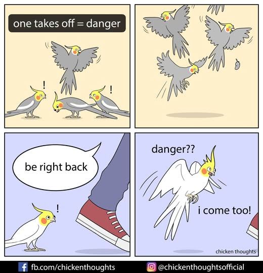 This is Chicken Thoughts' cartoon artwork which I will pull if necessary. 4 panel comic. First panel has three alarmed cockatiels on the ground with one taking off captioned "one takes off = danger." Second panel has the other three cockatiels flying away in a panic. Third panel has Chicken thoughts' eponymous Chicken the cockatiel, a pet, being alarmed by Chicken's HUMON leaving, and saying "be right back." Fourth panel has Chicken, logically, flying to be with HUMON saying "danger?? i come too!"