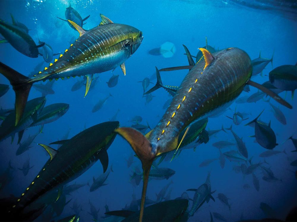 A school of torpedo-shaped yellowfin tuna.