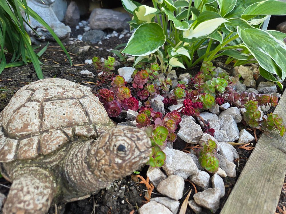 A low angle image of a turtle garden decoration made of stone in the foreground. A bundle of Queen Elizabeth Stonecrop and a hosta sits in the background.