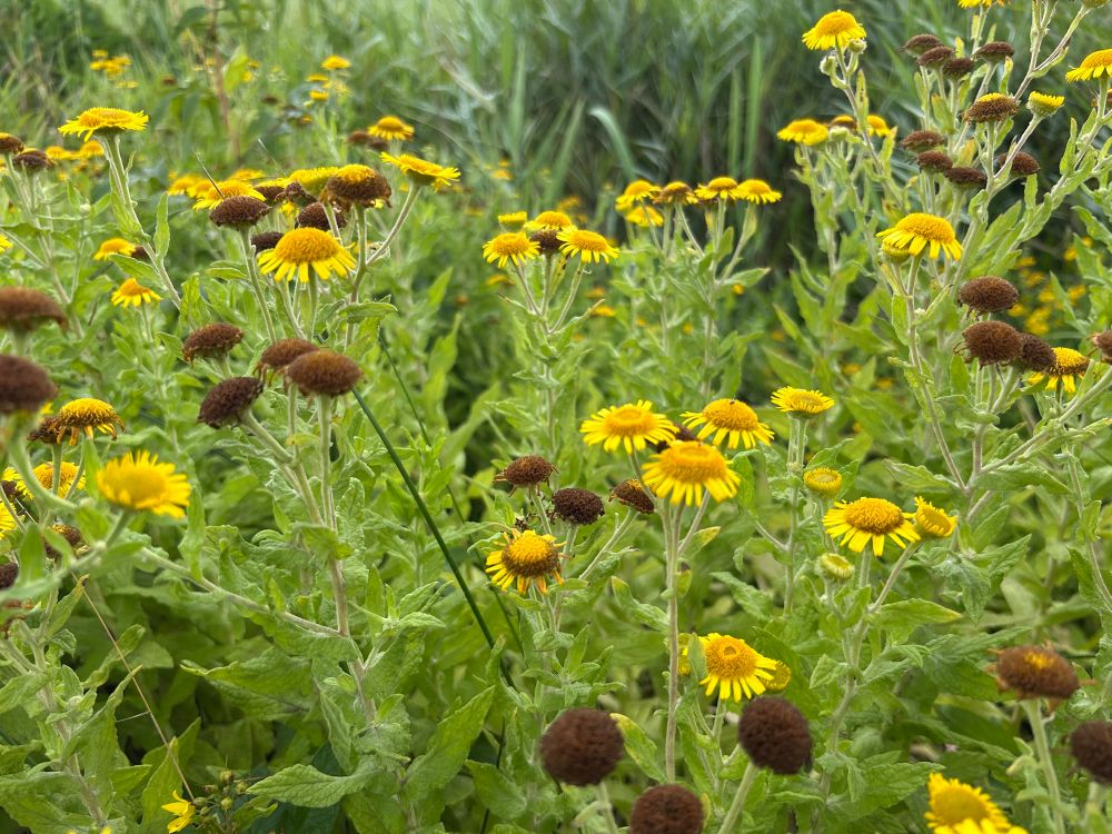 Pulicaria dysenterica heelblaadjes bloeien volop nu met de fraaie okergele bloemhoofdjes.