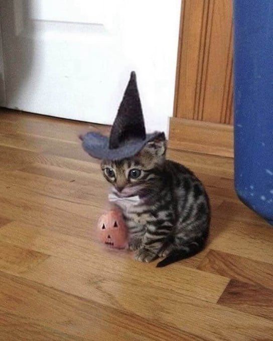 A tabby kitten wearing a black witch hat, with a tiny pumpkin ball at its side.


