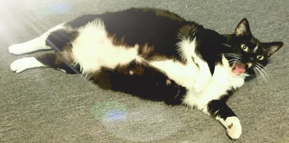 a very fat black and white cat caught in mid yawn