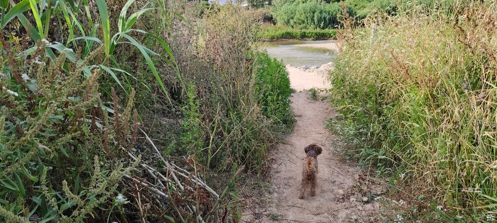 kleiner brauner Hund auf dem Weg zum Fluss