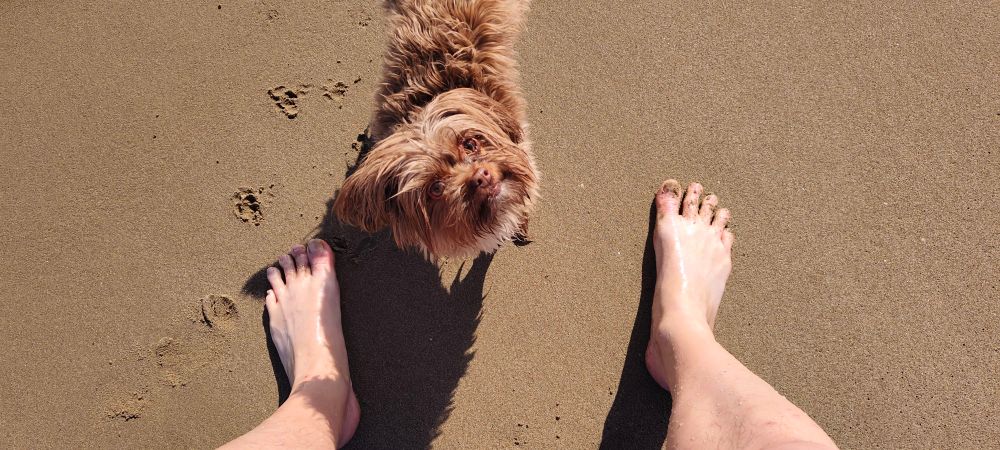 kleiner Hund und Herrchens Füße am Strand 