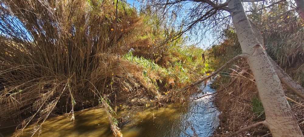 Seitenarm des Llobregat mit wilder Natur