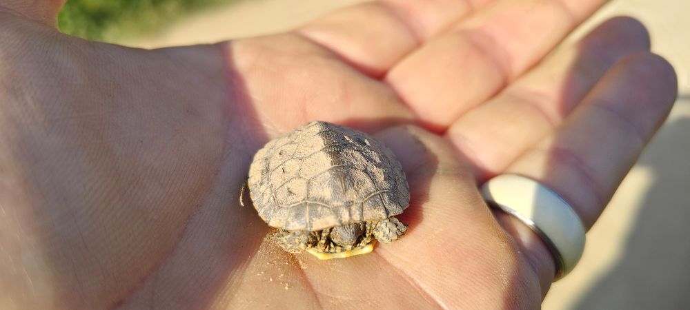 babyschildkröte Spanien von oben auf der handfläche