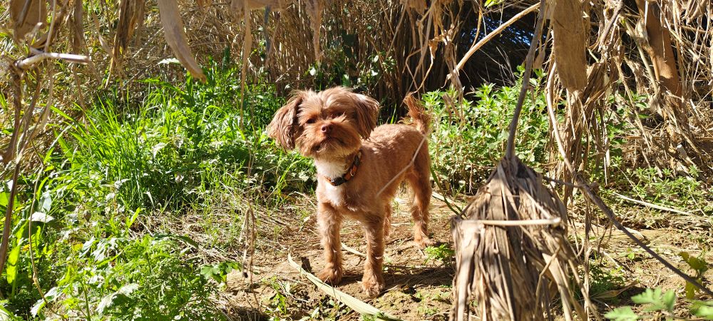 kleiner brauner Hund im Schilf