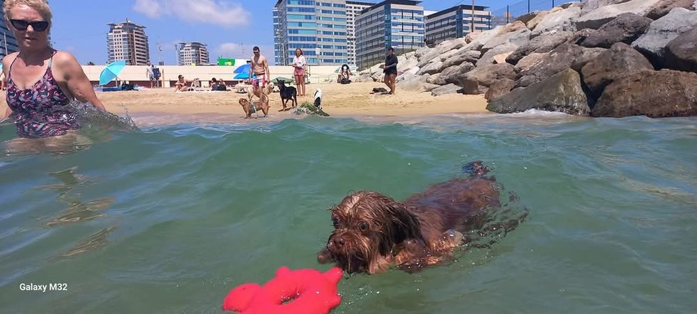 kleiner Hund rettet die quietsche  Schildkröte im Meer