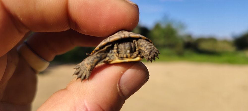 babyschildkröte in Spanien