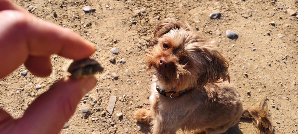 ich zeige meinem kleinen braunen Hund eine babyschildkröte