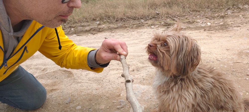 kleiner brauner Hund macht Sitz und wartet das Härchen endlich den stockwurst