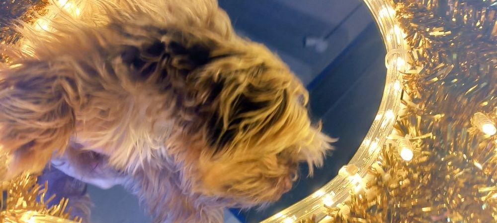 little dog in glittering Christmas Deko looking like a Spaceman