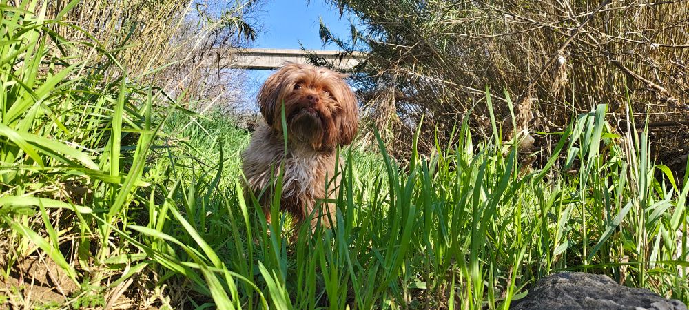 kleiner brauner Hund auf Patrouille