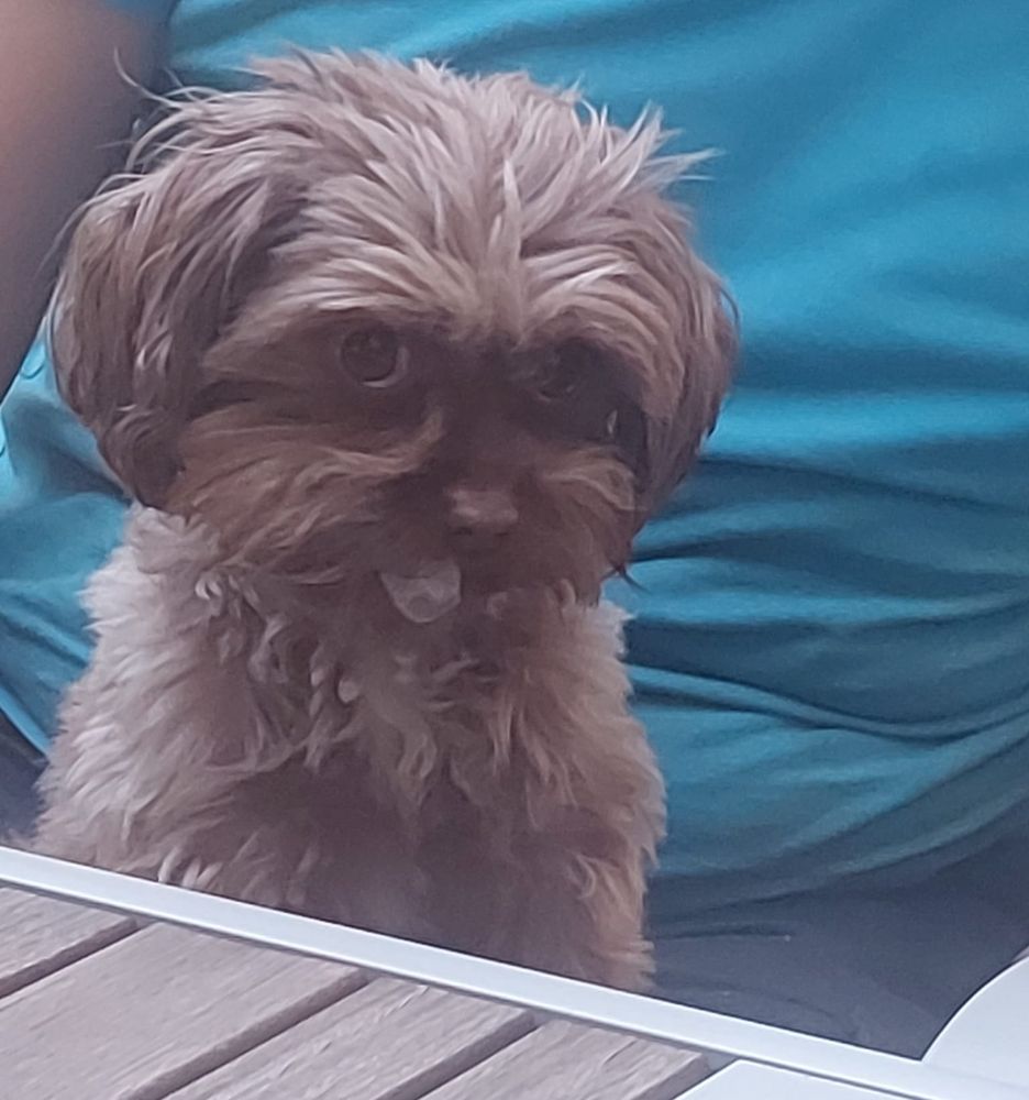 kleiner brauner Hund mit Eiswürfeln im Maul