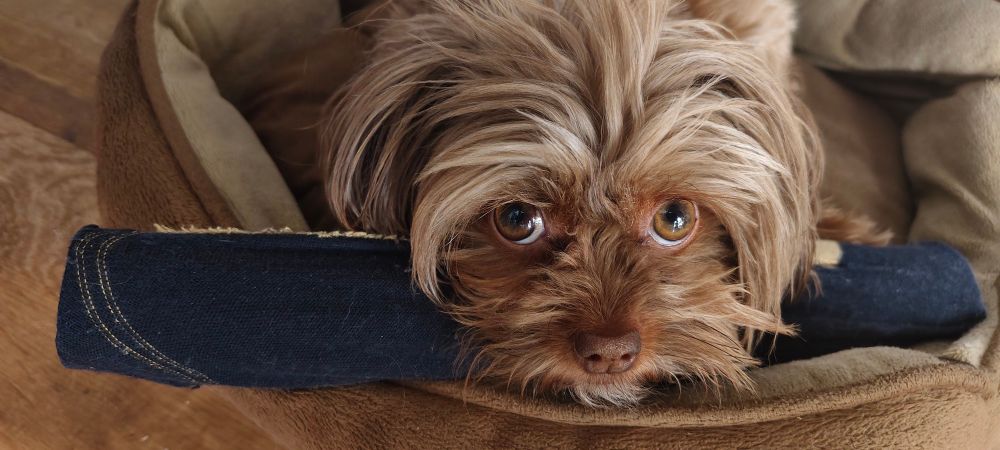 kleiner brauner Hund mit Spielzeug aus einer Pappröhre etwas klimperkram und einer Socke