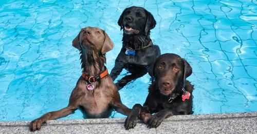 Drei Hunde in einem Schwimmbecken, die am Rand hängen und raus schauen.