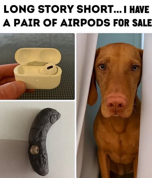 Foto von Air Pod Kopfhörern. Einer davon in einem Stück Hundekacke. Daneben ein Hund. Drüber steht 'Long story short...i have a pair of airpods for sale.'