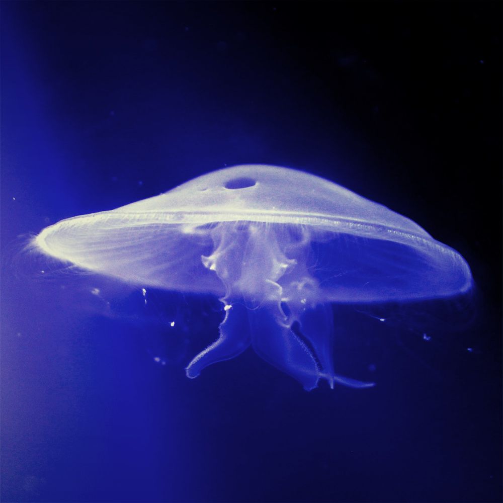Eine luechtende Qualle im Wasser in blau, lila farbenem Licht.