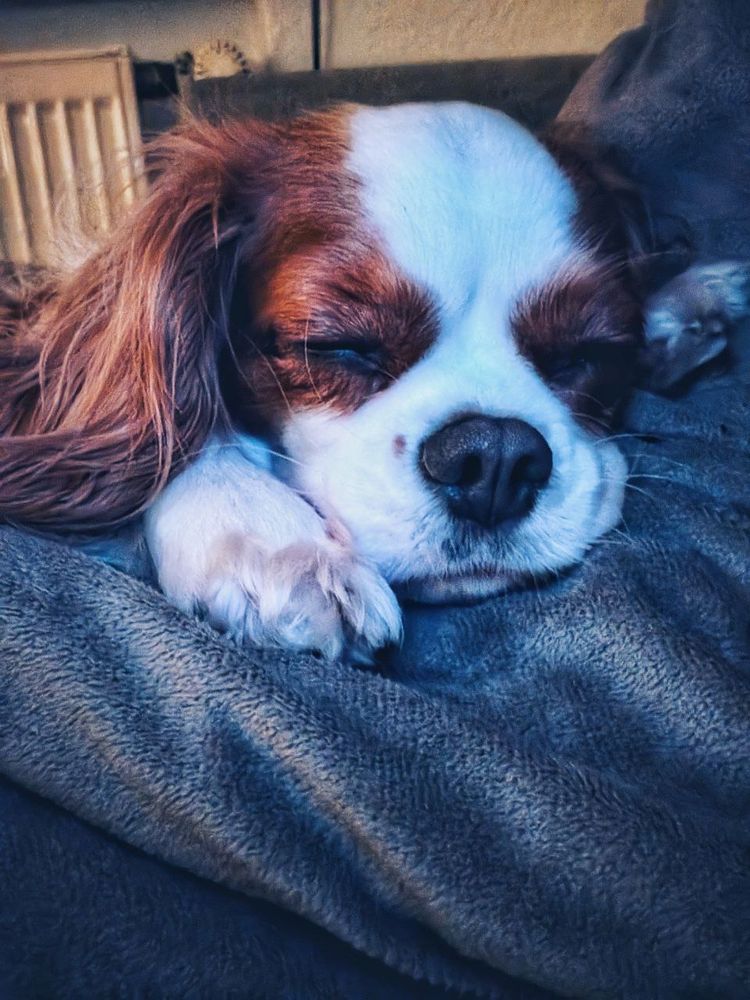 Portrait eines kleinen, braun, weißen Hundegesichtes. Der Hund schläft auf einer Wolldecke und hat die Pfoten links und rechts nah am Gesicht liegen, die Augen geschlossen. Ein langes Schlappohr ist zu erkennen.