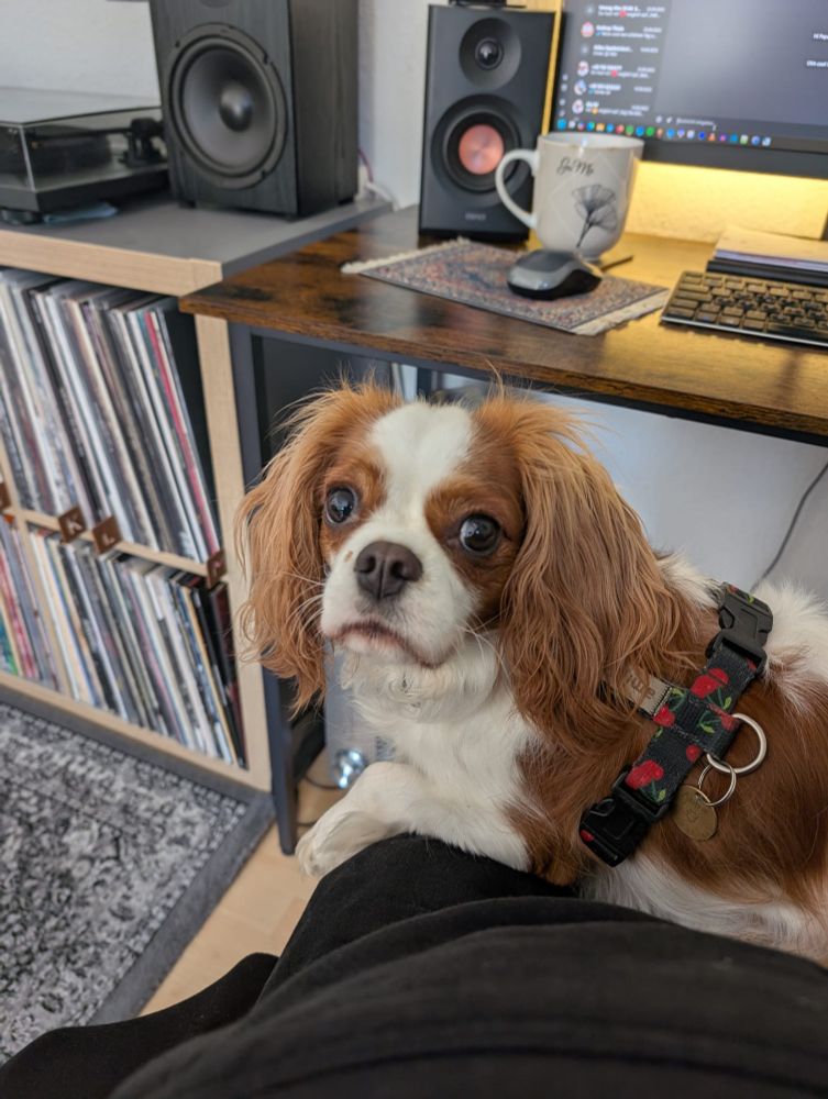 Ein kleiner braun, weißer Hund liegt auf einem Schoß und schaut in die Kamera.