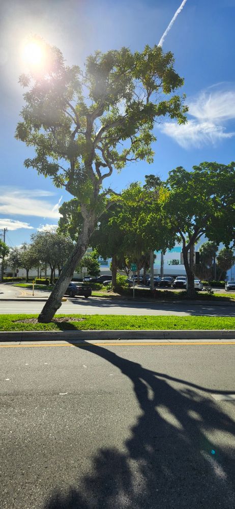 A tree in front of the sun, sky, and water-treatment plant in the background 