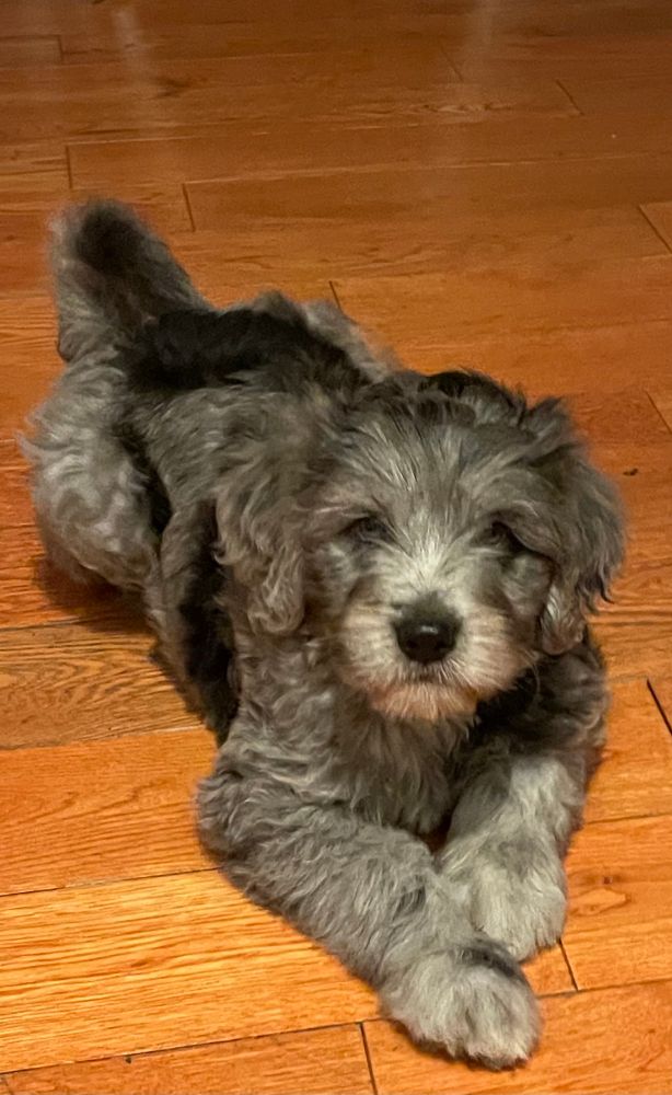 Gray and black puppy lying down with fancy crossed paws. 