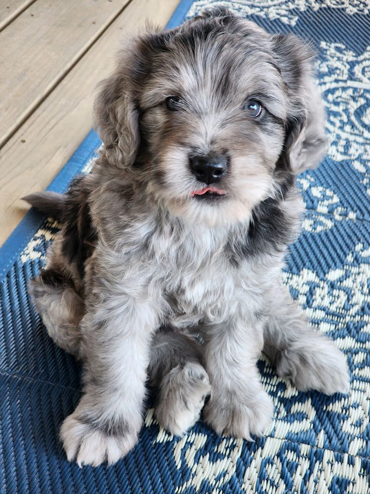 Gray and black puppy looking at camera. She is the cutest lil face. 