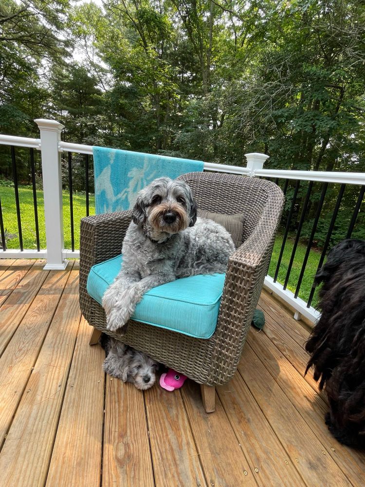 An 11 year old sheepdog with a short coat is sitting on a wicker deck chair. Her granddaughter is also a gray sheepdog who is sitting under the chair with a toy. 