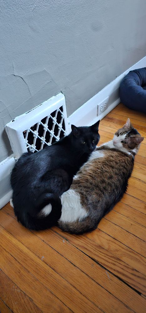 Heating vent with two cats squished against it. 