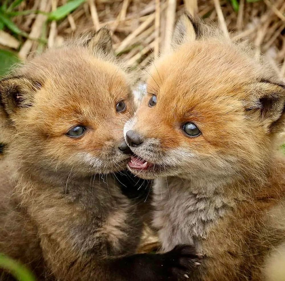 Two baby brown foxes nibbling each others snouts. 