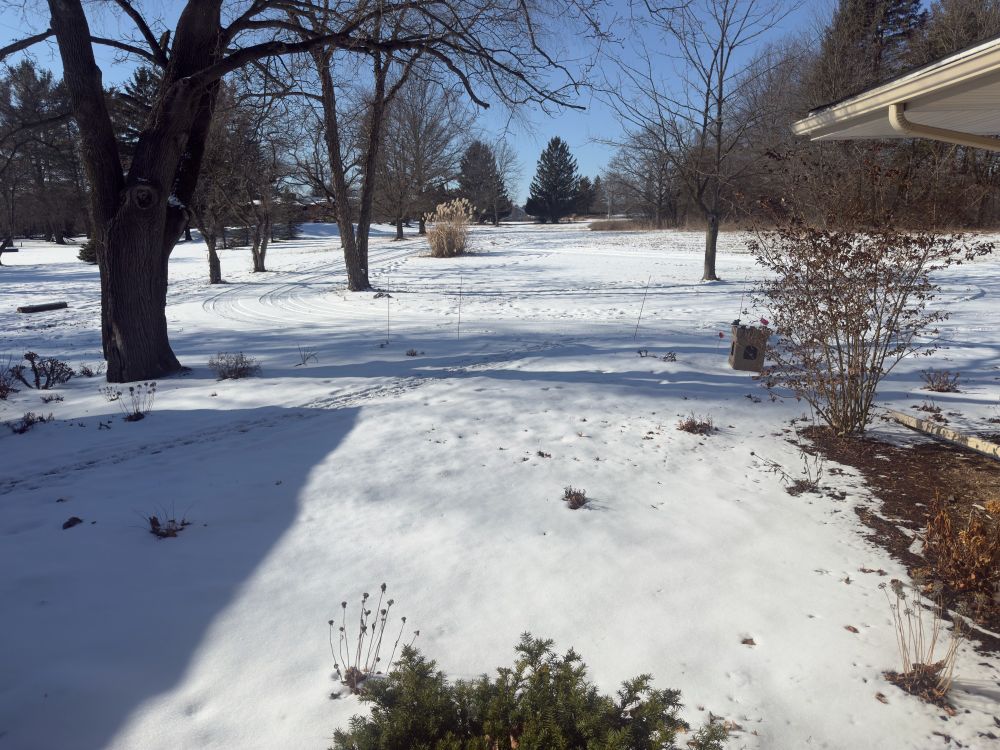 Large front yard with trees and the ground covered in snow under a bright blue cloudless sky.