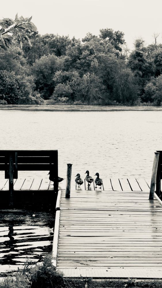 Black and white photo of four ducks standing on a wooden dock at Lake of the Isles in Minneapolis. The ducks are grouped near the edge of the dock, with calm water and a densely wooded shoreline in the background. A lone duck stands to the side near a bench, and overhanging branches frame the upper left corner.