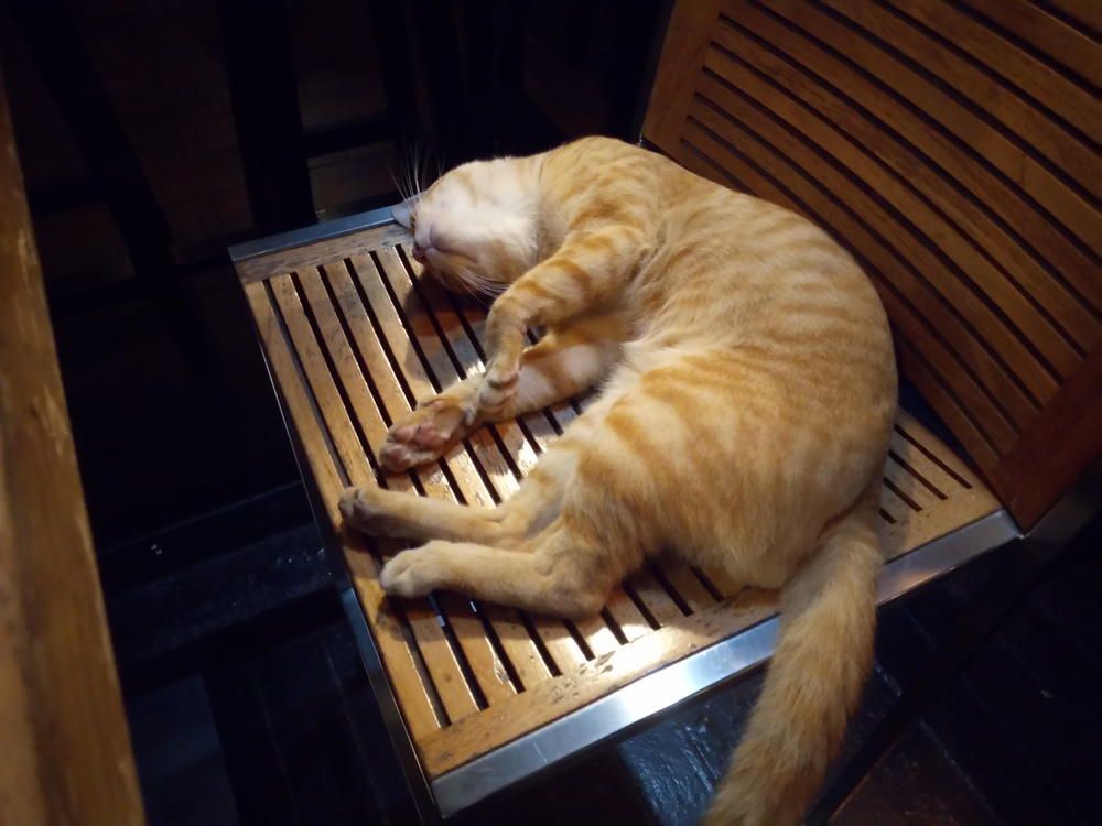 Ginger cat curled up on a chair