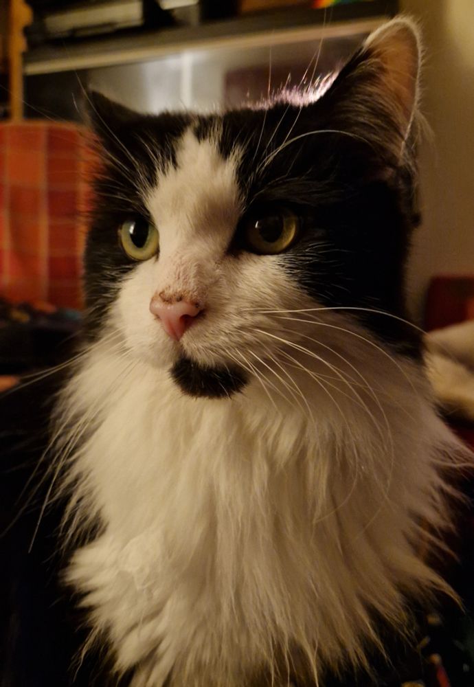 Virgil the Norwegian Forest cat has got a very dirty nose.