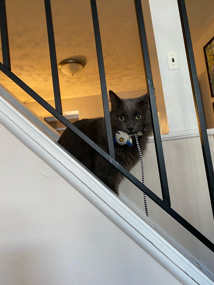 the same gray cat, now almost 5 years old, holds another one of the lemur cat toys in his mouth, but now the toy is much smaller compared to him.