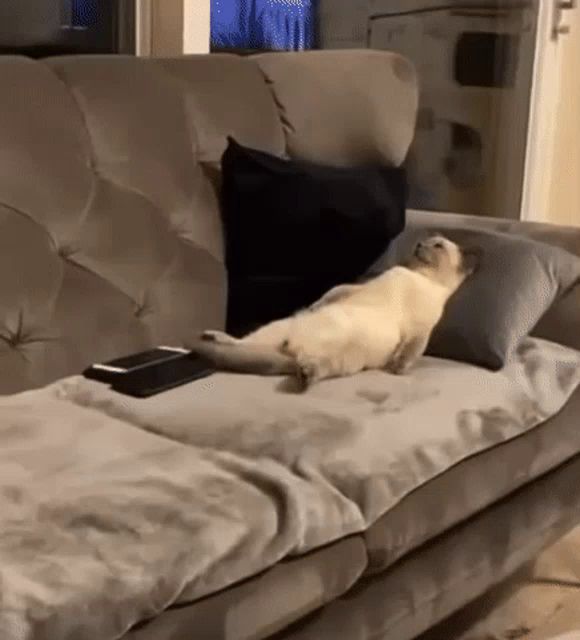 a cat laying on a couch with a remote control